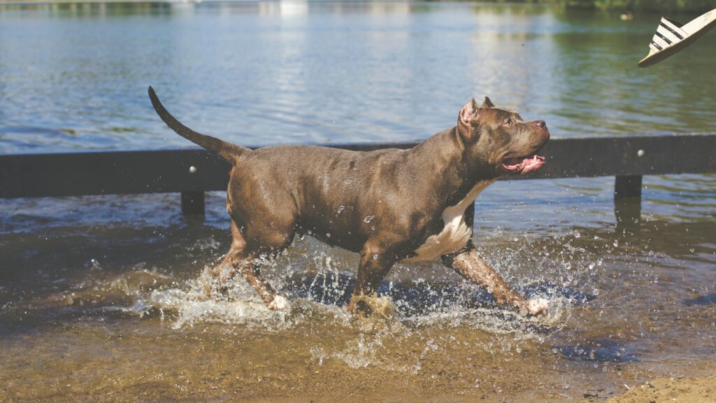 A playful pitbull runs through shallow water, splashing joyfully under a clear sky.