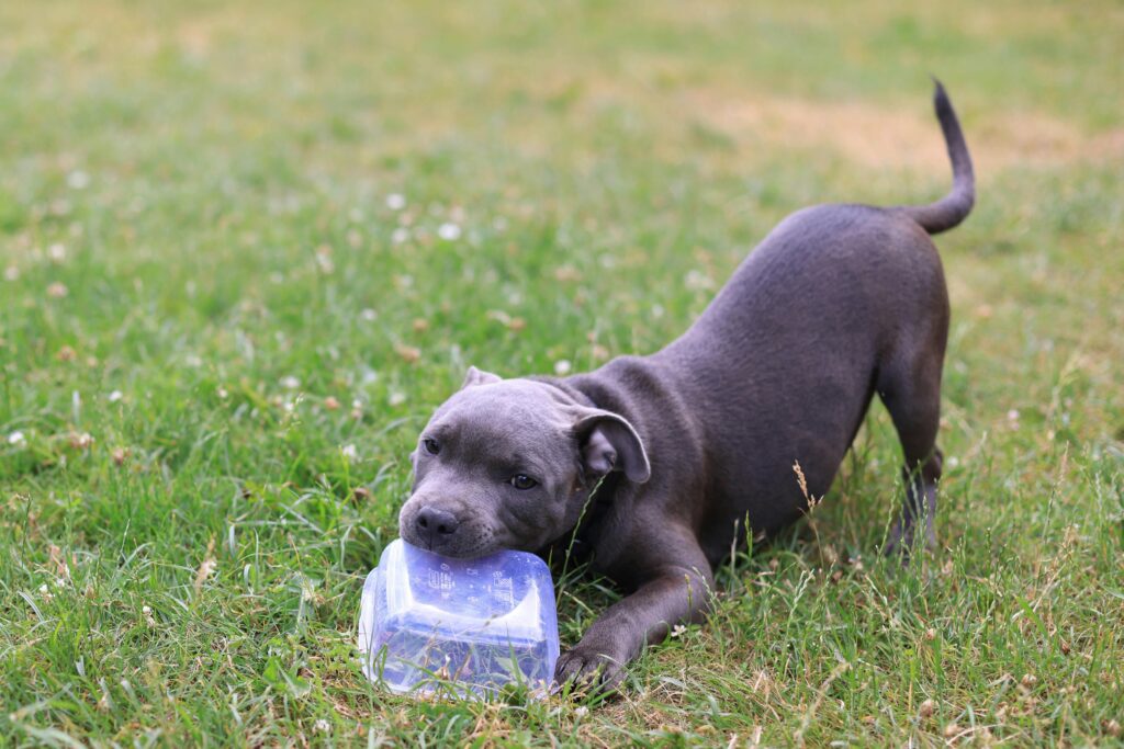 A playful puppy enjoying a sunny day outdoors, gnawing on a plastic container.