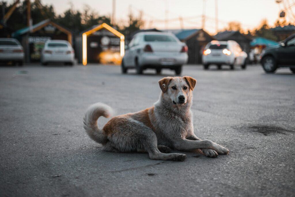A stray dog relaxes on a city street at dusk, surrounded by parked cars.