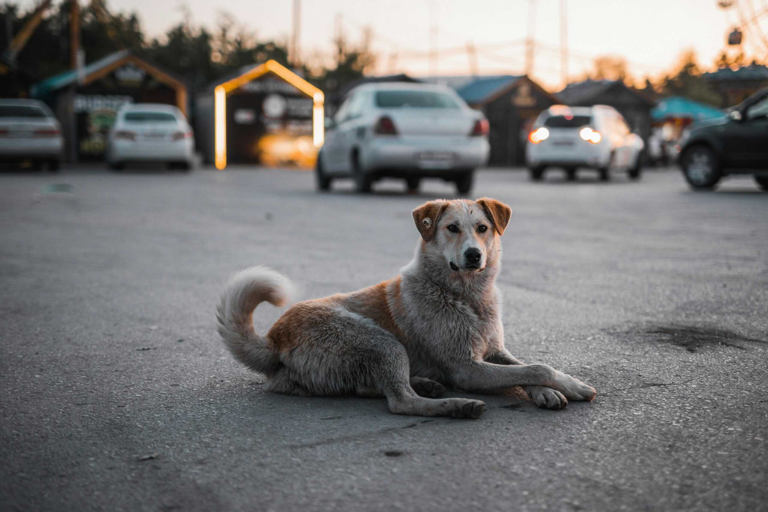 A stray dog relaxes on a city street at dusk, surrounded by parked cars.