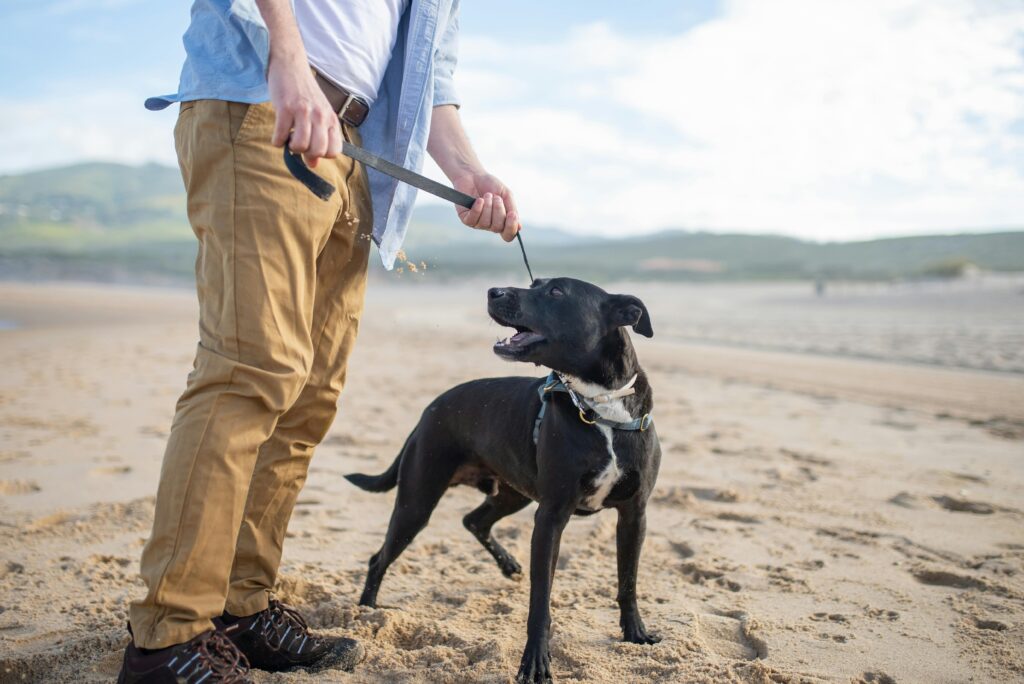 A black dog with its owner walking on a sandy beach in Portugal.